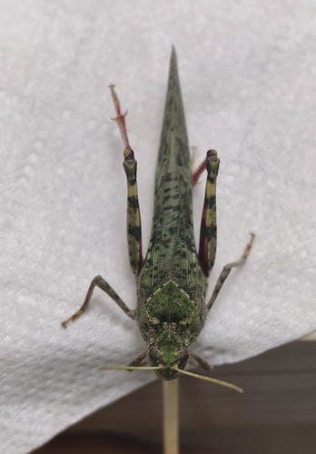 Angaracris barabensis