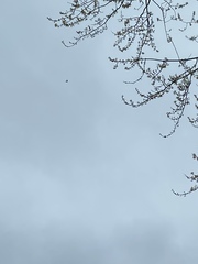 Falco peregrinus anatum