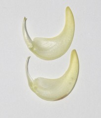 Aspalathus pinea pinea