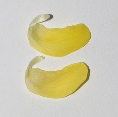 Aspalathus pinea pinea