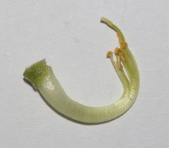 Aspalathus pinea pinea