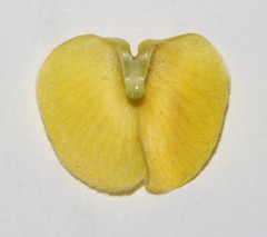 Aspalathus pinea pinea