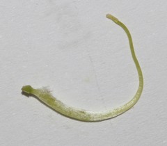 Aspalathus pinea pinea