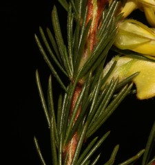 Aspalathus pinea pinea