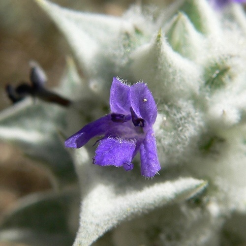 Salvia funerea, photograph 6