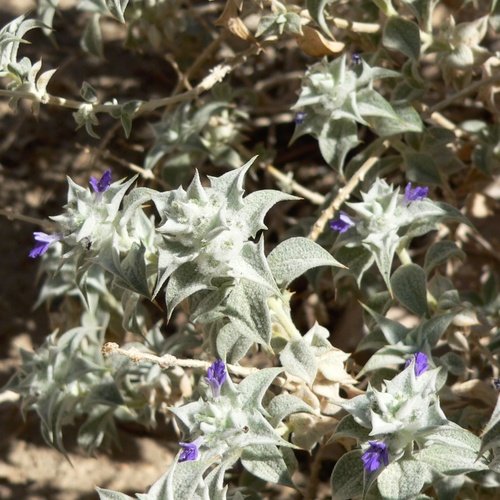 Salvia funerea, photograph 4