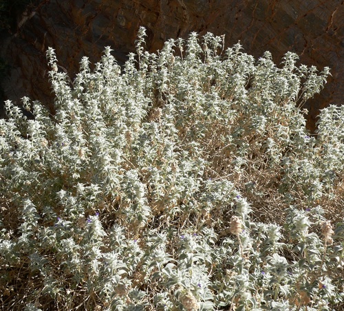 Salvia funerea, photograph 3