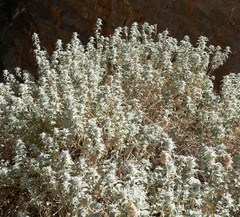 Salvia funerea, photograph (c) Stan Shebs, some rights reserved (CC BY-SA)