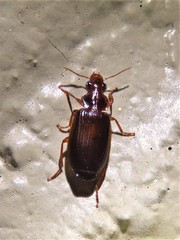 Plochionus timidus