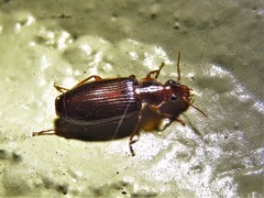 Plochionus timidus