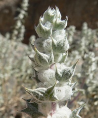 Salvia funerea, photograph (c) Stan Shebs, some rights reserved (CC BY-SA)