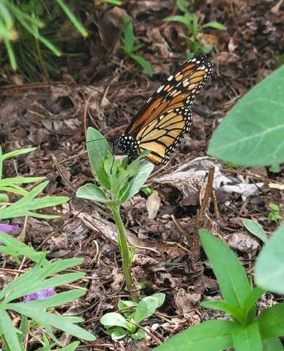 Monarch