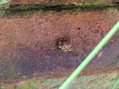 Hyla sarda