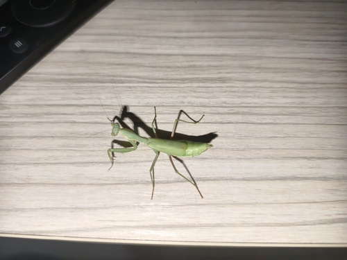 Dot-Winged Mantis