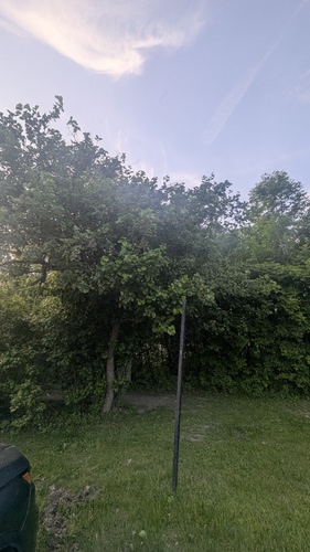 Crataegus submollis, photograph 5