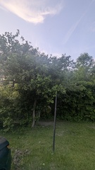 Crataegus submollis, photograph author not stated, no rights reserved