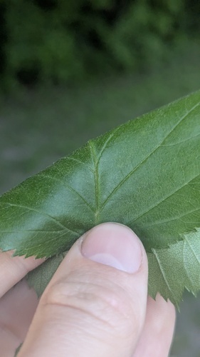 Crataegus submollis, photograph 6