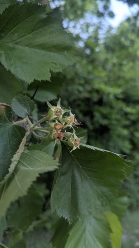 Crataegus submollis, photograph 3