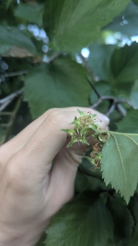 Crataegus submollis, photograph 4
