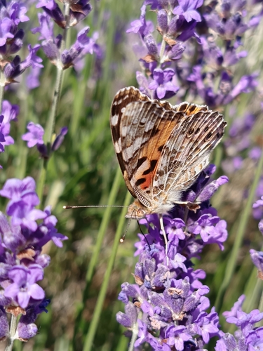 Painted Lady