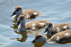 Alopochen aegyptiaca