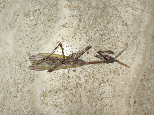 Mediterranean Conehead Mantis