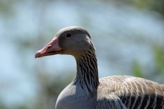 Anser anser