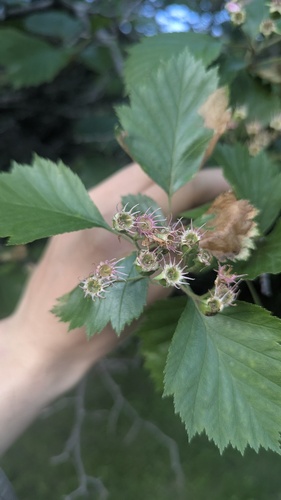 Crataegus irrasa