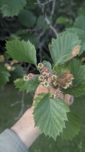 Crataegus irrasa, photograph 3