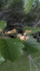 Crataegus irrasa, photograph author not stated, no rights reserved