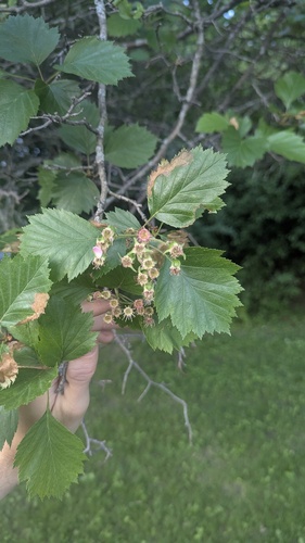 Crataegus irrasa, photograph 4