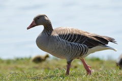 Anser anser