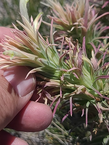 Castilleja sessiliflora, photograph 6