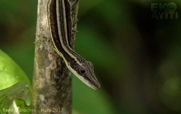 Place Negre Anole