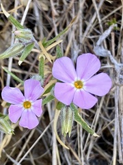 Phlox longifolia