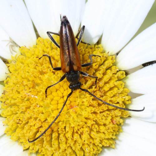 Black-striped Longhorn Beetle