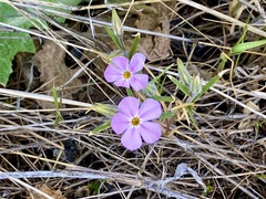 Phlox longifolia