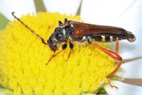 Stenopterus rufus