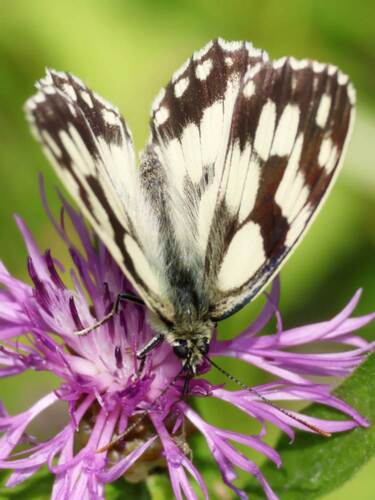 Marbled White
