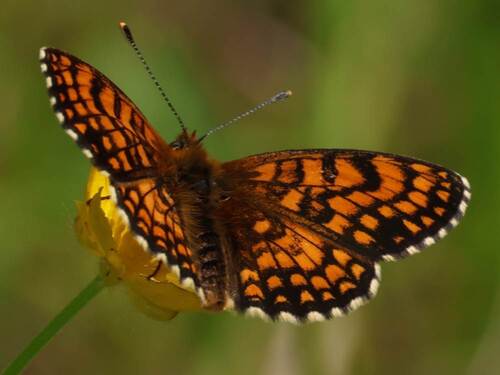 Southern Heath Fritillary