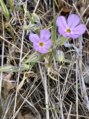 Phlox longifolia