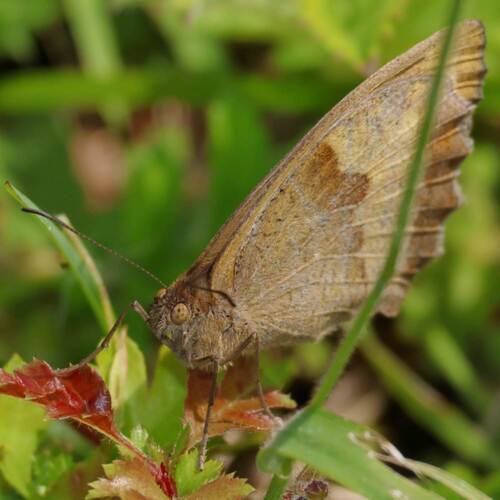 Meadow Brown