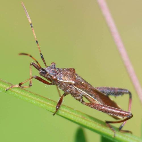 Camptopus lateralis