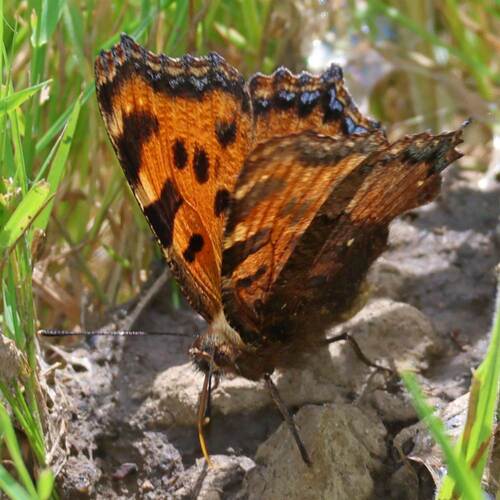 Large Tortoiseshell