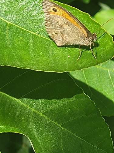 Meadow Brown