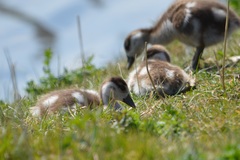 Alopochen aegyptiaca