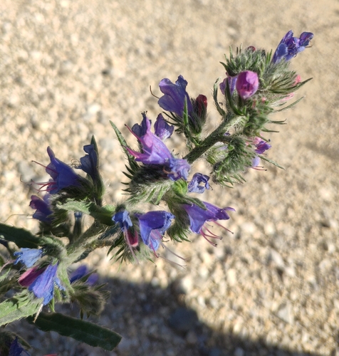 viper's-bugloss