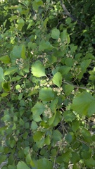 Crataegus chrysocarpa, photograph author not stated, no rights reserved
