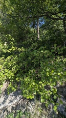 Crataegus chrysocarpa, photograph author not stated, no rights reserved