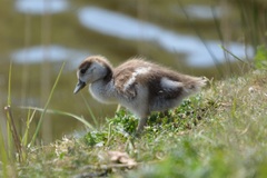 Alopochen aegyptiaca